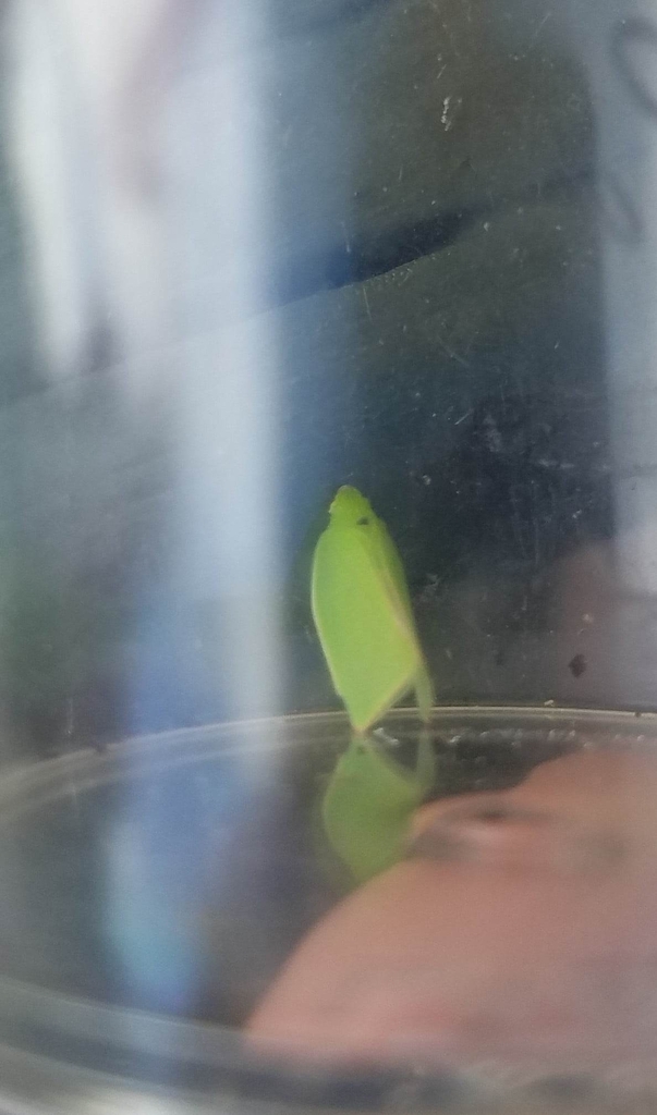 Torpedo Bug from mahoe reserve on April 29, 2023 at 03:44 PM by ...