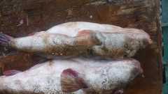 Sphoeroides annulatus