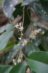 Glycosmis parviflora