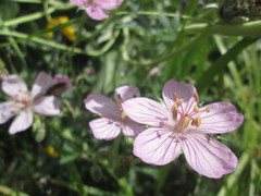 Geranium viscosissimum viscosissimum
