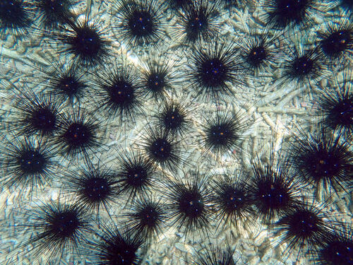 Black Longspine Urchin, photo 8 of 10