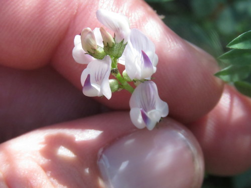 Astragalus miser var. hylophilus