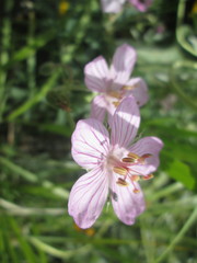 Geranium viscosissimum viscosissimum