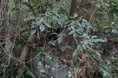 Glycosmis parviflora