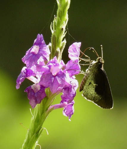 Whitened Faceted-Skipper