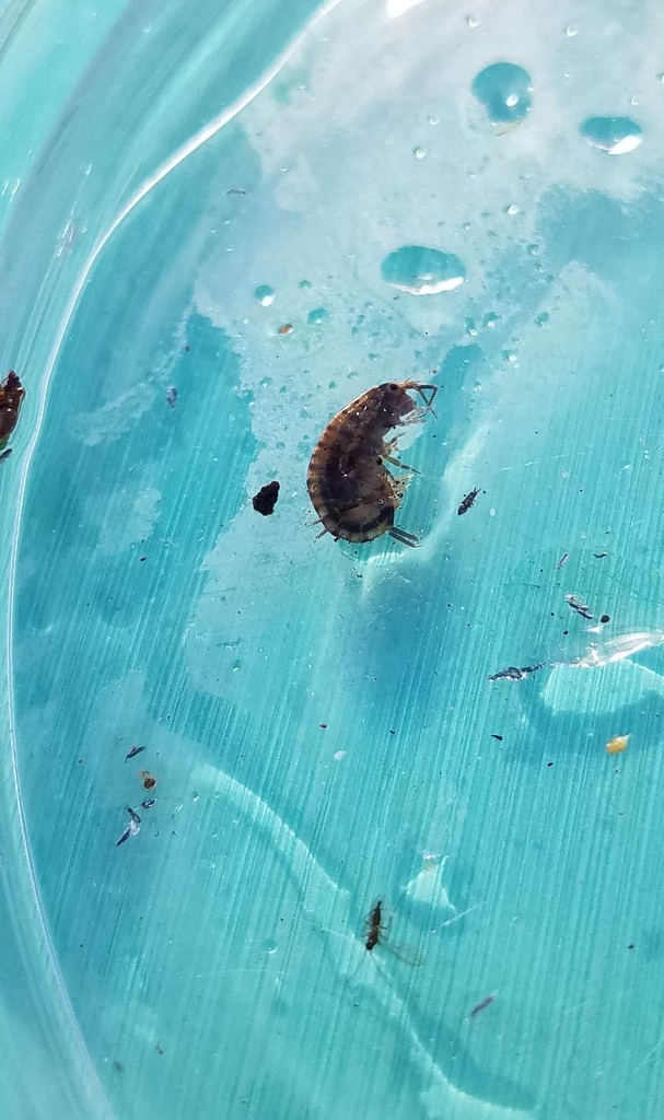 Springtails from Mahoe Reserve on April 29, 2023 at 0316 PM by fruitsalad04 · iNaturalist