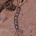 Paralamyctes - Photo (c) QuestaGame,  זכויות יוצרים חלקיות (CC BY-NC-ND), הועלה על ידי QuestaGame