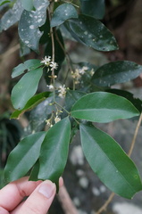 Glycosmis parviflora