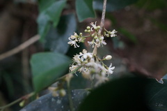 Glycosmis parviflora