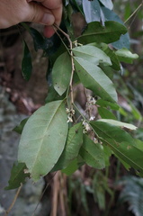 Glycosmis parviflora