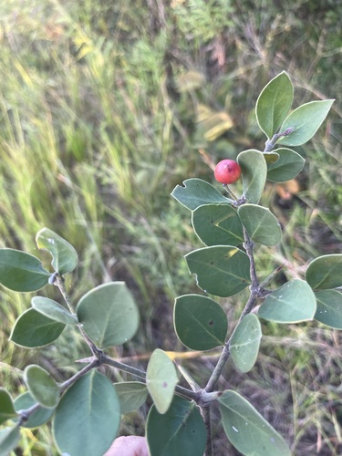 Bush Plum