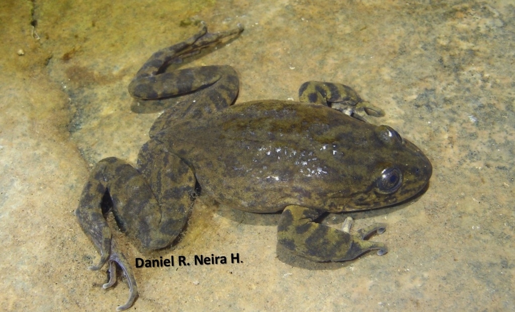 Chili River Water Frog