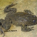 Chili Water Frog - Photo (c) Daniel R. Neira, some rights reserved (CC BY-NC), uploaded by Daniel R. Neira