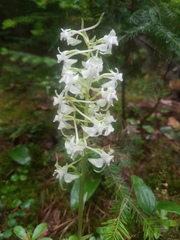 Platanthera macrophylla