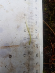 Platanthera macrophylla