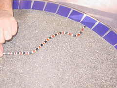 Micruroides euryxanthus euryxanthus