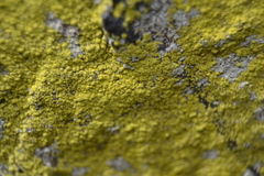 Chrysothrix chlorina