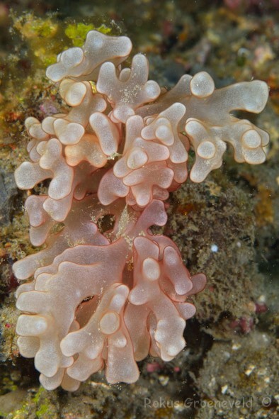 Rhodogorgonales