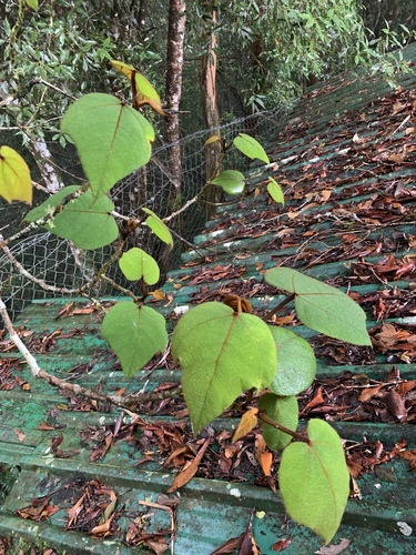 Ficus eumorpha (Ficus eumorpha)