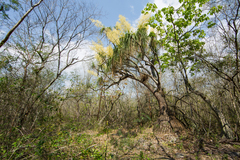 Beaucarnea recurvata