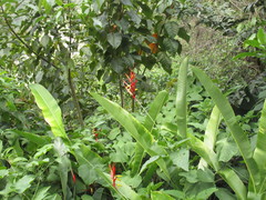 Heliconia schiedeana