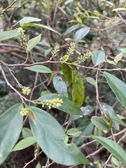 Japanese Antidesma (Antidesma japonicum)