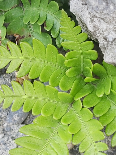 Image of Pteris fauriei by (c) 曾唐鋒, some rights reserved (CC BY)