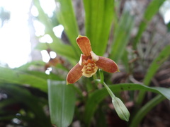 Prosthechea livida