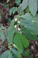 Elatostema platyphyllum