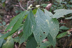 Elatostema platyphyllum