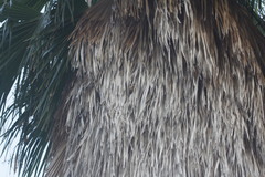 Lasiurus ega