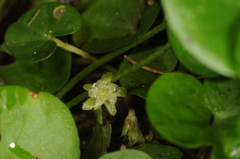 Dichondra microcalyx