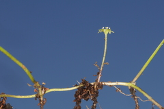 Dichondra microcalyx