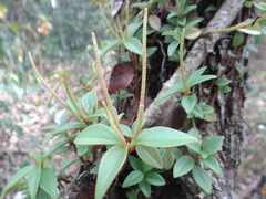 Peperomia consoquitlana