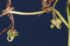 Dichondra microcalyx