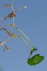 Dichondra microcalyx