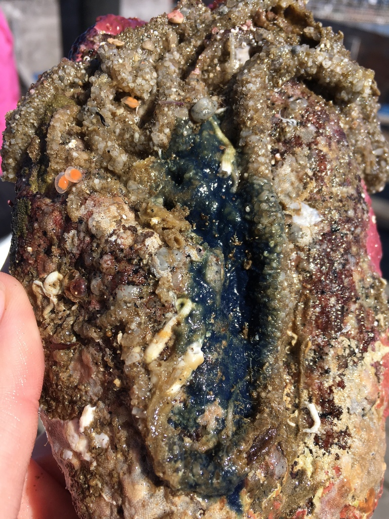 cobalt blue horny sponge