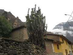 Trichocereus cuzcoensis