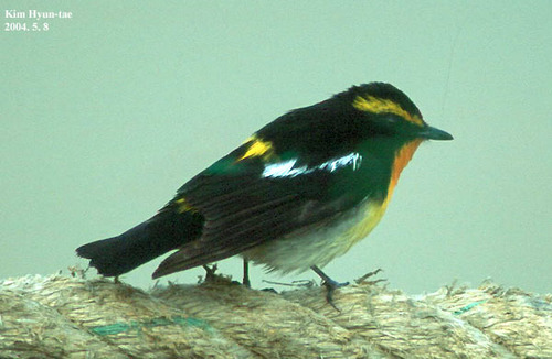 Ficedula narcissina