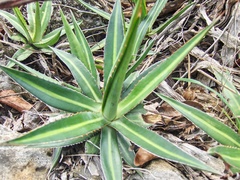 Agave univittata