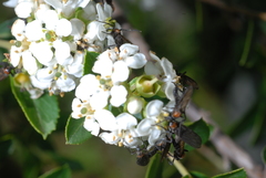 Escallonia hypoglauca