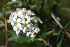 Escallonia hypoglauca
