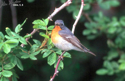 Ficedula mugimaki