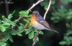 Mugimaki Flycatcher photo 3