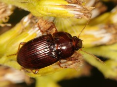 Amara rubrica