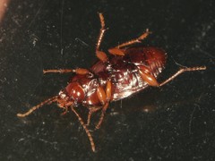 Amara rubrica