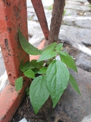Tracheophyta