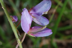 Desmodium affine