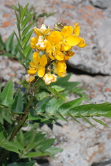 Senna scabriuscula