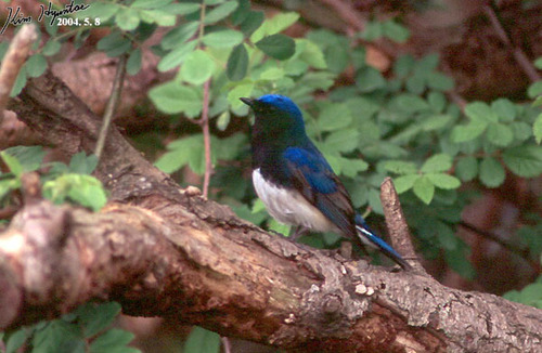 Cyanoptila cyanomelana